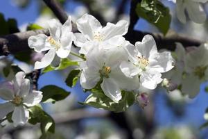 fleurs de cerisier grandes fleurs blanches et ciel bleu photo