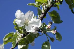 grandes fleurs de pomme blanche sur une branche de pomme et ciel bleu photo