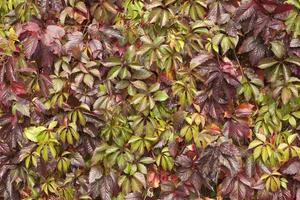 feuilles de vigne rouges, bordées et vertes photo