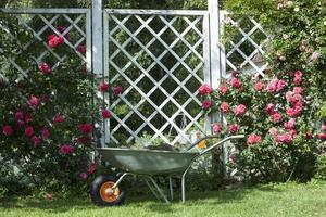 voiture de jardin, pergola blanche et rosiers rouges tressés photo