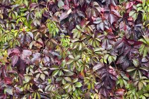 feuilles de vigne rouge, bord et vert, fond non contraint photo