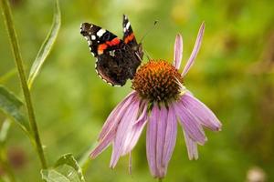 un beau papillon sur une fleur. fermer. photo