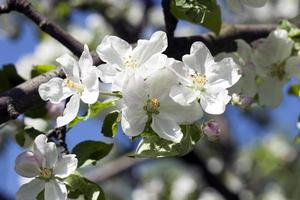 fleurs de cerisier grandes fleurs blanches et ciel bleu photo