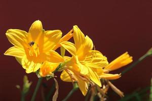 lys jaune avec une abeille au premier plan photo