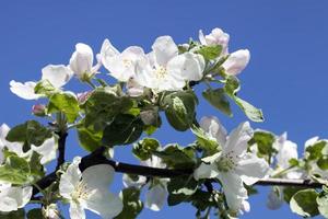 grandes fleurs de pomme blanche, ciel bleu photo