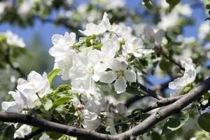 grandes fleurs de cerisier sur une branche contre le ciel bleu. photo