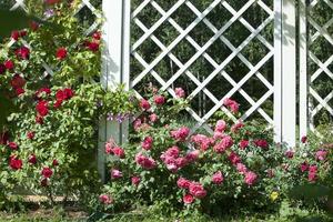 rose rouge tressé et rose rose tressé sur pergola blanche photo