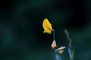 fleur de chanvre dans le jardin photo