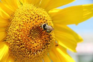 abeille sur fleur jaune photo