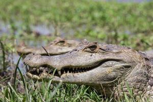 gros plan crocodile photo