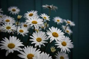 photographie peu profonde de fleurs blanches photo