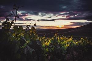 plantes vertes au coucher du soleil photo