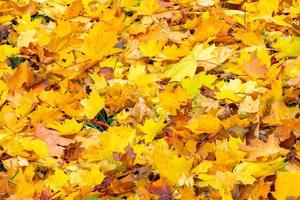 feuilles d'érable d'automne tombées sur le sol fond plein cadre à jour nuageux photo