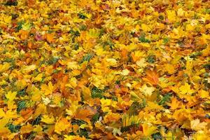 feuilles d'érable d'automne tombées sur fond plein cadre d'herbe verte à jour nuageux photo