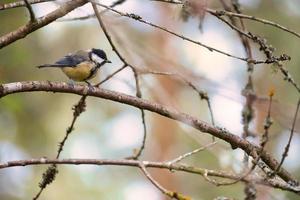 Mésange charbonnière assis dans un arbre sur une branche. animal sauvage en quête de nourriture. coup d'animal photo