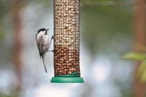 Mésange charbonnière assis dans un arbre sur une branche. animal sauvage en quête de nourriture. coup d'animal photo