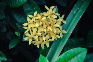 fleurs jaunes dans le jardin sur fond de feuille verte photo