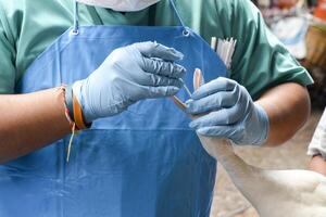 un épidémiologiste de terrain effectuant un prélèvement buccal à l'intérieur du bec d'un canard blanc, afin de mener une enquête sur une maladie infectieuse. photo