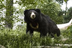 l'ours paresseux fond noir photo