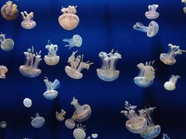 méduses sous le fond de l'eau bleue photo