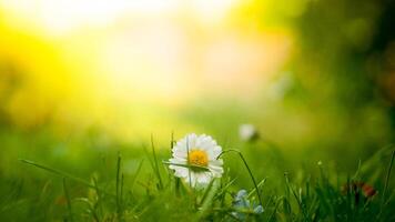 gros plan d'une marguerite blanche dans un carré d'herbe photo