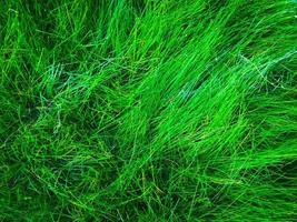fond de texture d'herbe verte pour travailler avec espace de copie photo