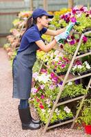 ouvrier de la pépinière coupe des fleurs photo