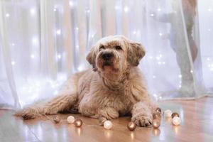 chien de berger russe du sud à la maison est allongé sur un sol avec des lumières sur un fond d'enfant jouant avec des lumières près de la fenêtre. photo