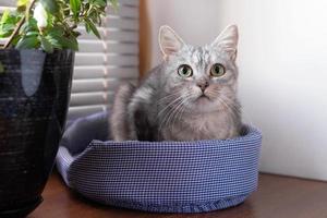 portrait d'un beau chat tigré gris moelleux aux yeux verts sur un lit de chat près d'une fenêtre et d'une plante en pot. photo