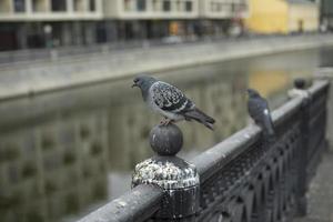 le pigeon est assis sur la clôture de la rivière. pigeon sur la berge de la rivière. oiseau en ville. photo