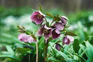 Hellébore pourpre , helleborus orientalis fleurs sauvages dans la forêt de printemps photo