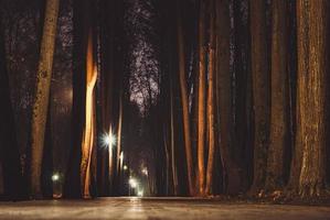 chemin vide du parc de la ville la nuit, arbres nus et lampadaires, paysage d'automne maussade photo