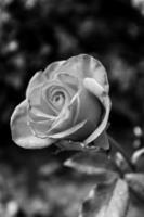 un examen plus approfondi d'une rose rose dans une journée ensoleillée, photo en noir et blanc