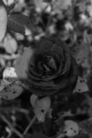 rose rouge cultivée dans un jardin local, photo réalisée en noir et blanc