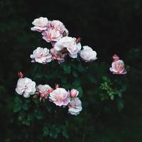 des tambours lointains s'élevaient dans le jardin, d'une beauté rare, des roses roses dans l'obscurité photo