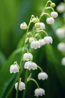 mai lys muguet floraison au printemps, gros plan photo