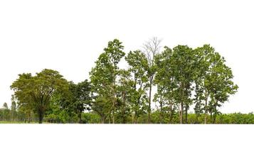 arbres verts isolés sur fond blanc.forêt et feuillage en été pour l'impression et les pages web avec chemin de coupe et canal alpha photo