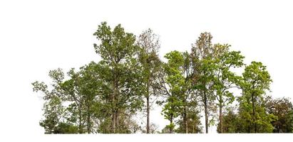 arbres verts isolés sur fond blanc.sont des forêts et du feuillage en été pour l'impression et les pages Web avec chemin de coupe et canal alpha photo