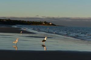 superbe rivage dans une grange avec des mouettes photo