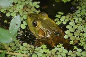 se rapprocher d'une grenouille taureau dans le bayou photo