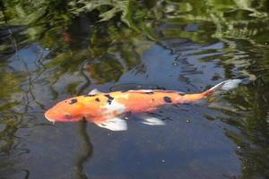 poisson koi avec des taches nageant dans un étang de koi japonais photo