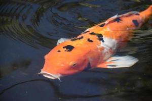 regardant dans le visage d'un poisson koi nageant photo