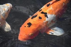 poisson koi noir et orange tacheté dans un étang photo