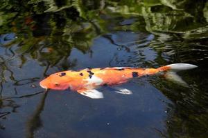 poisson koi orange blanc et noir nageant photo