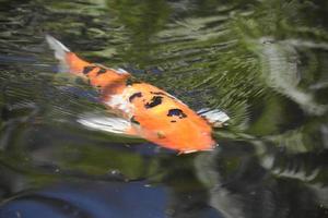 Poisson koi tacheté dans un étang de koi photo