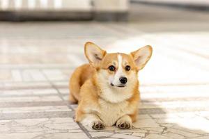 un chien corgi aux cheveux roux en promenade photo