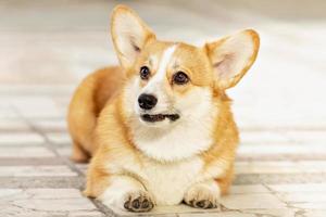 un chien corgi aux cheveux roux en promenade photo