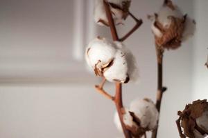 Branches de plantes de coton sec blanc sur fond de mur blanc photo