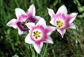 gros plan, de, tulipes blanches et roses photo