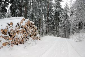 hiver dans la forêt photo
